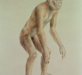 Afropithecus - Facts and Figures