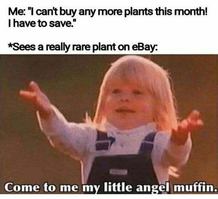 Twenty-Nine Plant Memes For People Who Consider Plants Their Children -  Memebase - Funny Memes