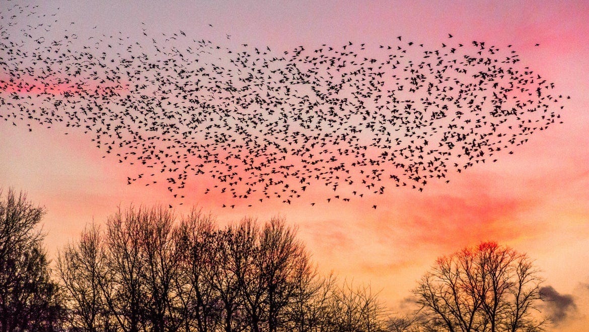 Bird migration in the Midlands | National Trust