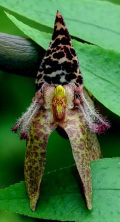 A close-up of a green orchid with pink blotches and furry leg-like bits 