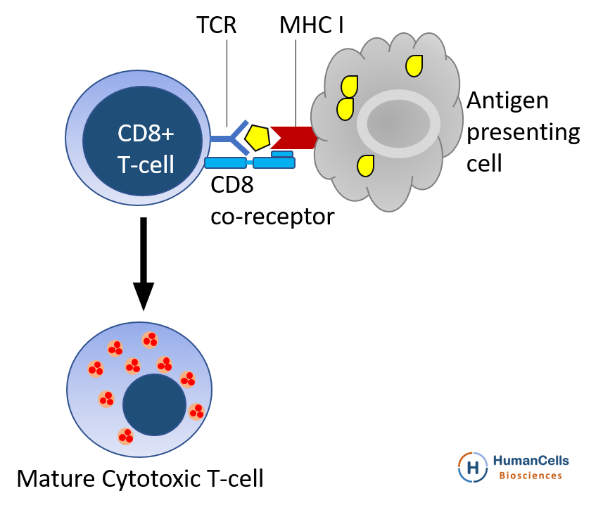 Buy Human Cord Blood CD8+ Cytotoxic T Cells | HumanCellsBio.com – HumanCells Bio