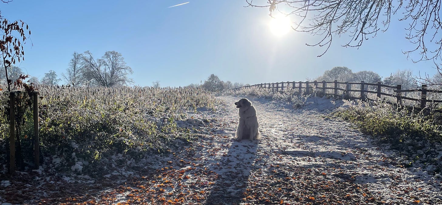Dog in snow and sunshine. Photo: Charles Arthur