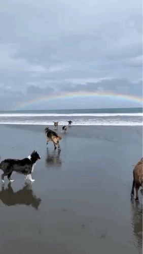 GIF of dogs running around a beach under a rainbow