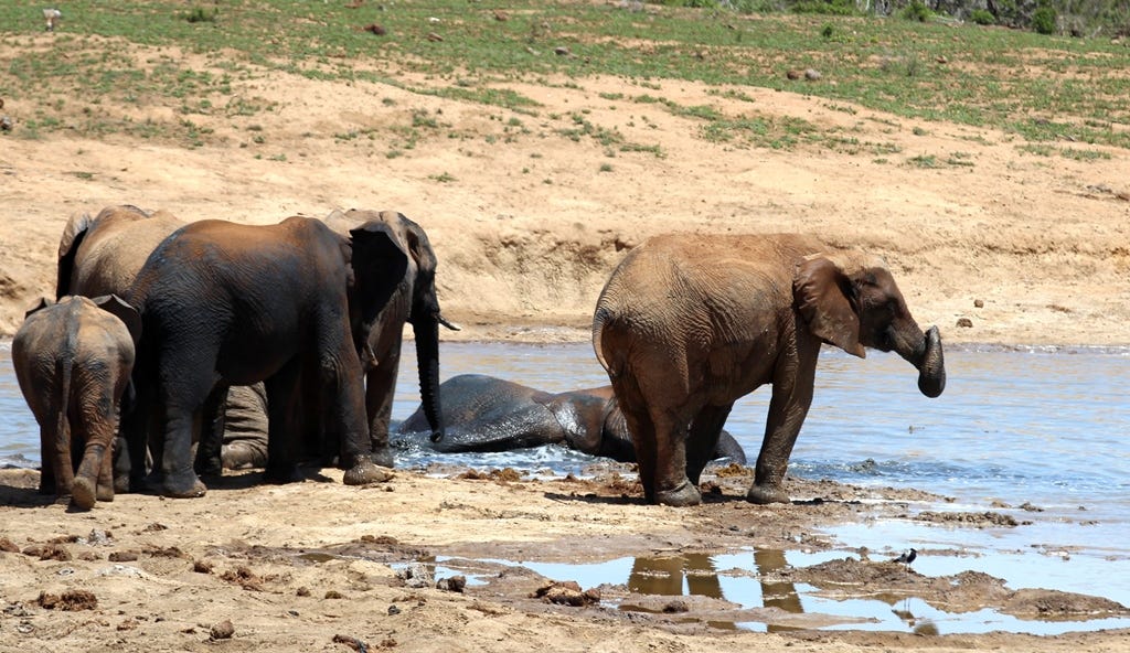 Elephants playing in the mud