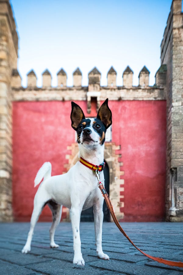 A proud Bodeguero Ratonero Anadaluz, Alma, who belongs to VIP Sage and loyal reader Randy, enjoys protecting sherry cellars from vermin and has an insatiable hankering for rodents. Here she is in Sevilla in front of the Alcázar, a Moorish palace. Want your pet to appear in The Highlighter? hltr.co/pets
