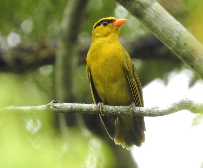 A yellow bird, greener toward the tail, with a black eyebrow and a pink bill, sits on a small branch with greenery behind it. 