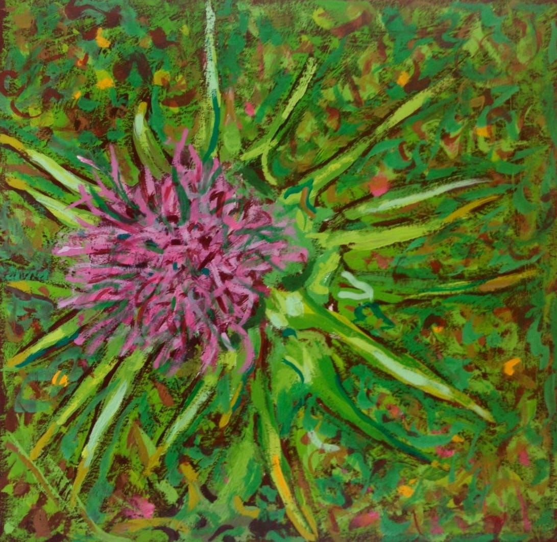 Chardon, Painting of a thistle, gouache on paper