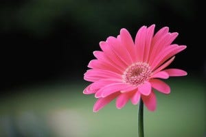 pink Gerber daisy