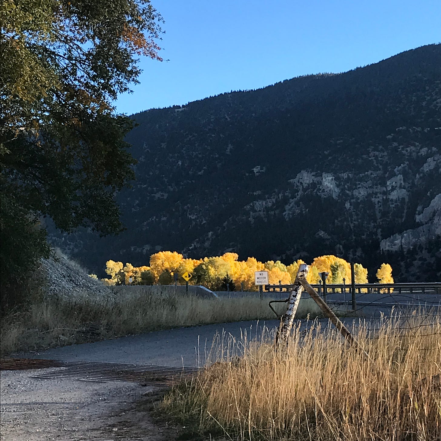 Row of golden cottonwood trees shot with sunlight against a dark mountainside, blue sky above.