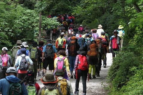 A large crowd of hikers sharing the same trail in a forest.
