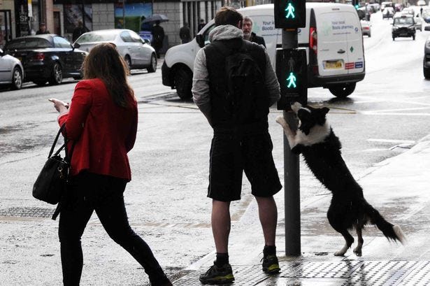 dog using pedestrian crossing.jpg