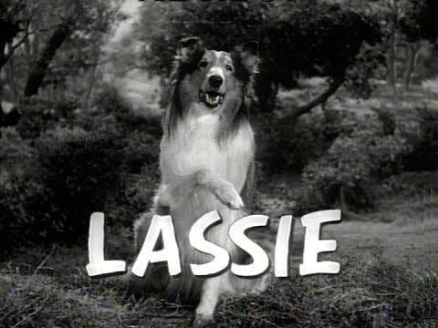 Famous TV dog, Lassie