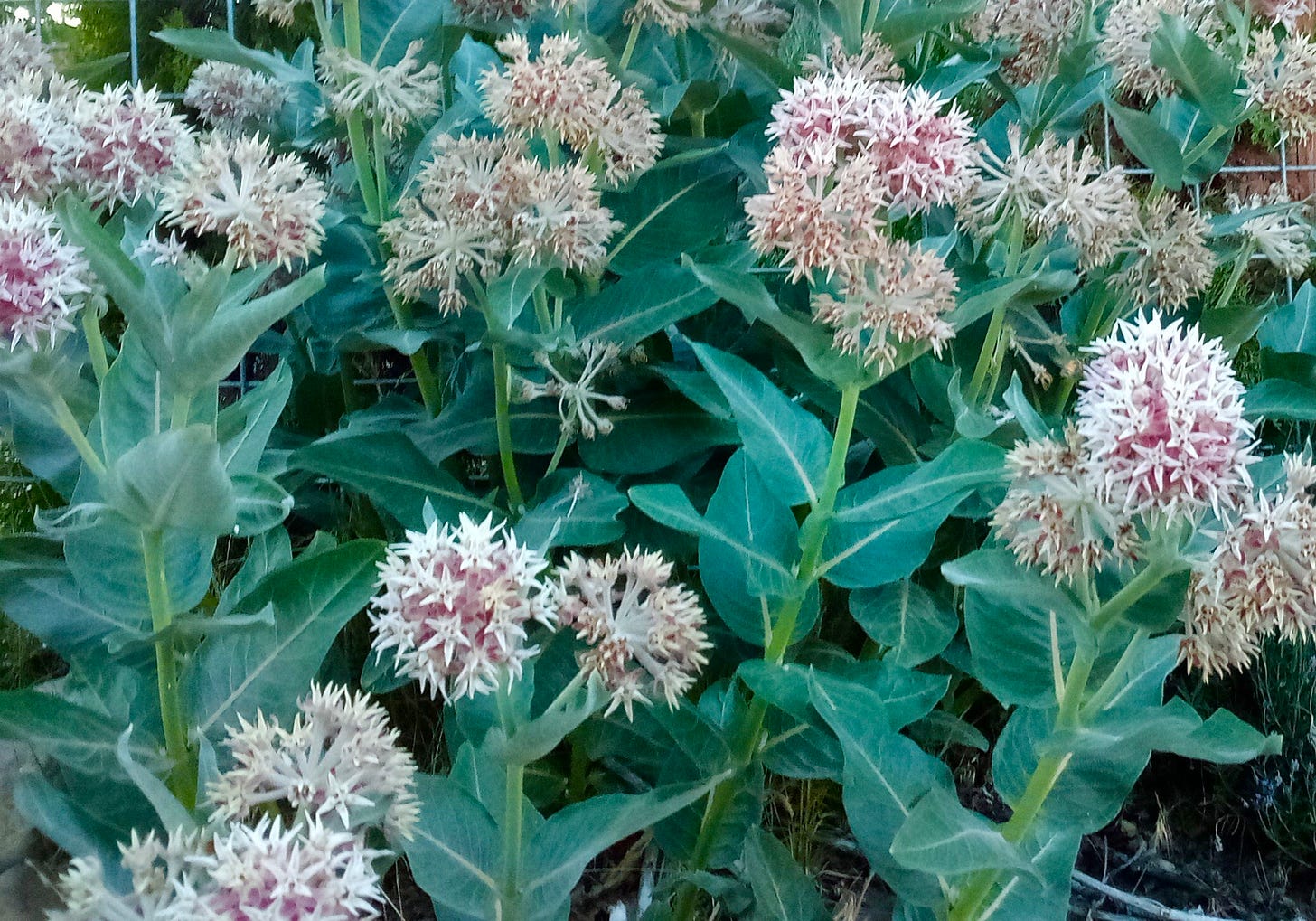 Butterfly weed blooms