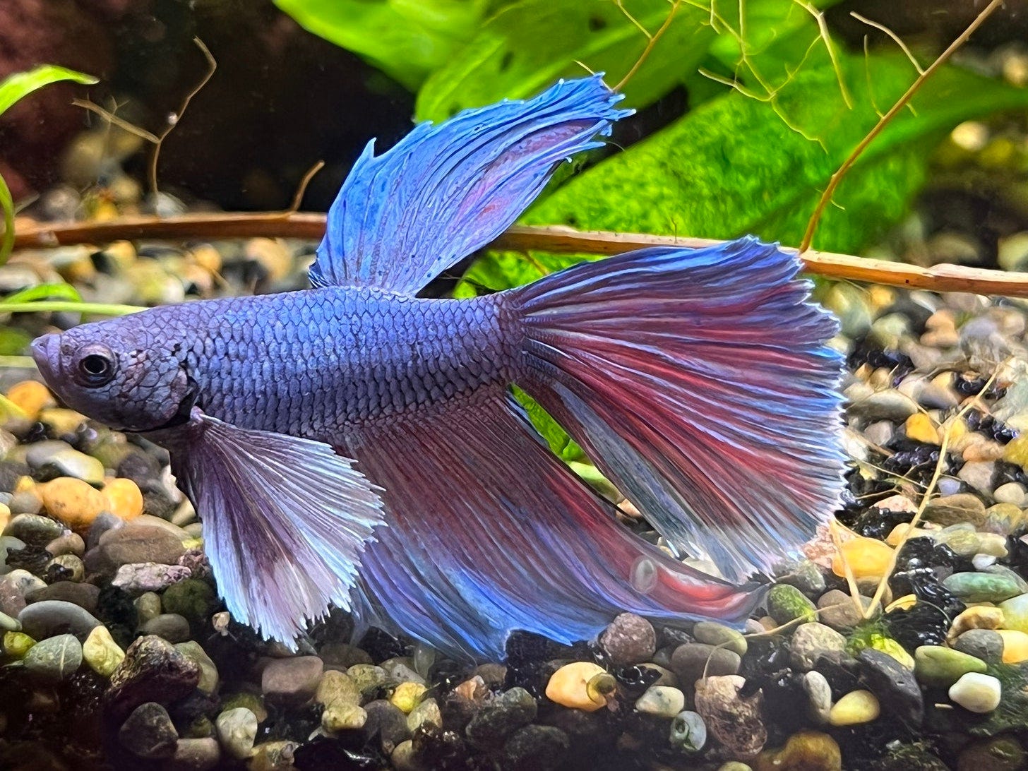 A photo of a blue and red fighting fish in a tank