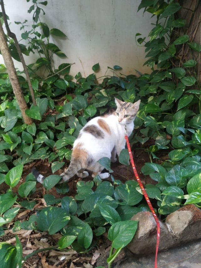 A calico cat taking a walk in the bushes - where money plant is growing wild.