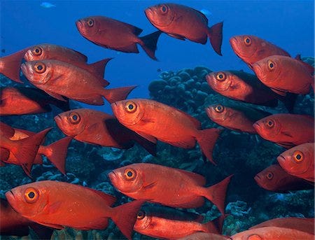 Shoal of red fish Stock Photos - Page 1 : Masterfile