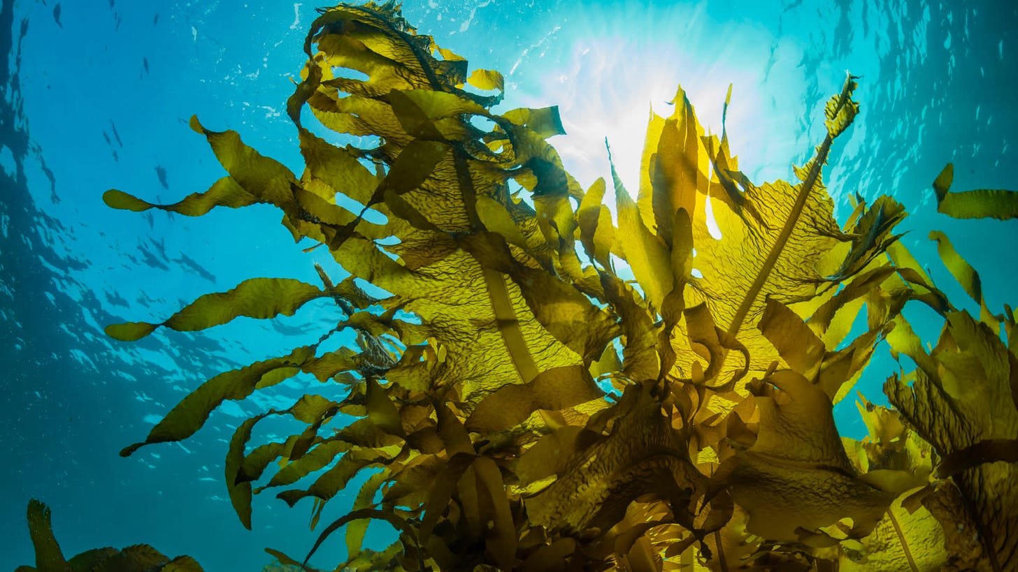 Seaweed: sustainable crop of the future? | Financial Times
