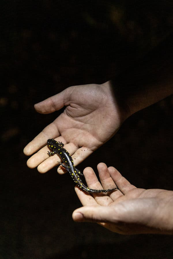 Greg LeClair, who coordinates the Maine Amphibian Migration Monitoring project, helping to move a spotted salamander across a roadway.