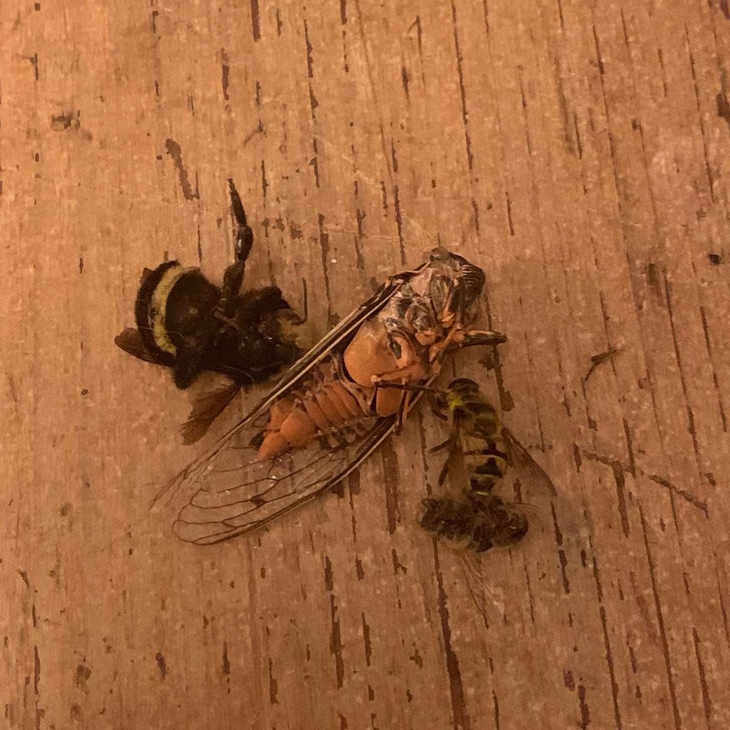 a collection of bug carcasses on a dining room table. the photo is zoomed in. various bees and a beetle lay with their bellies facing up.