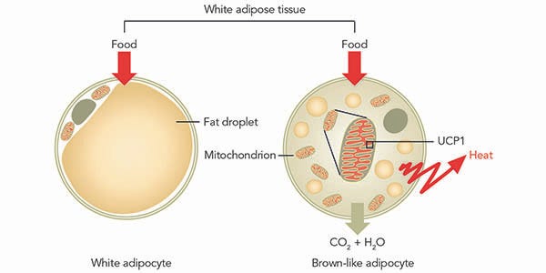 ShapePerfection's role in fighting cellulite and fat deposits