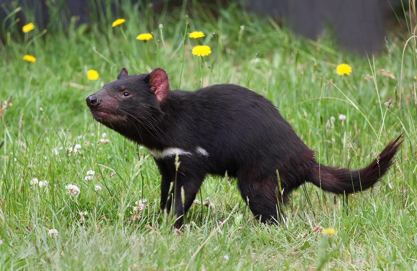 A Tasmanian devil