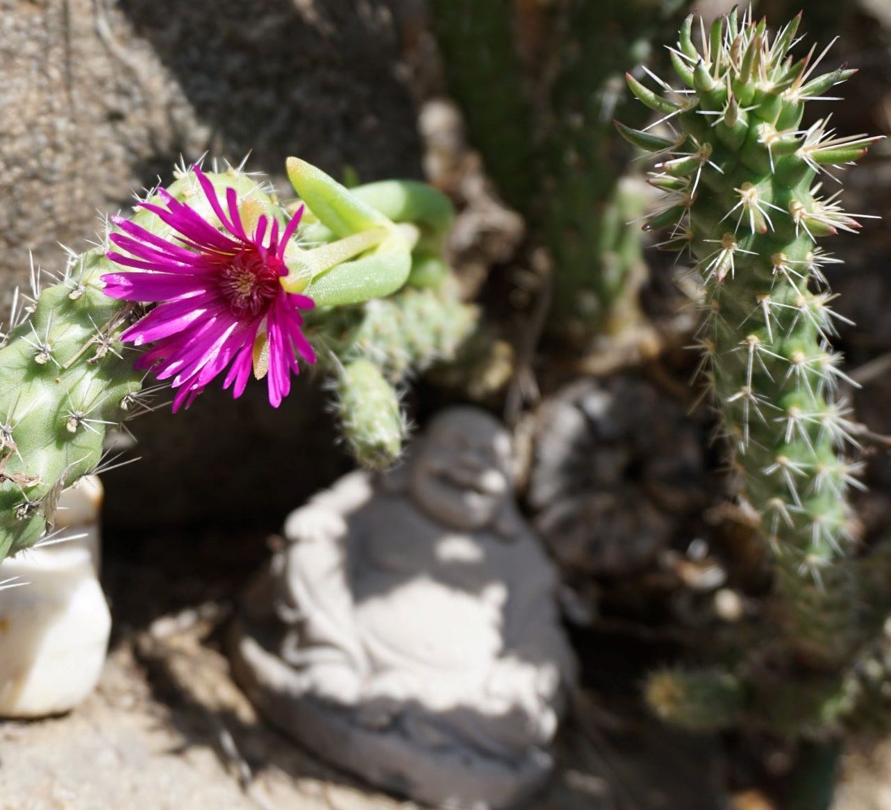small buddha statue with blooming cactus