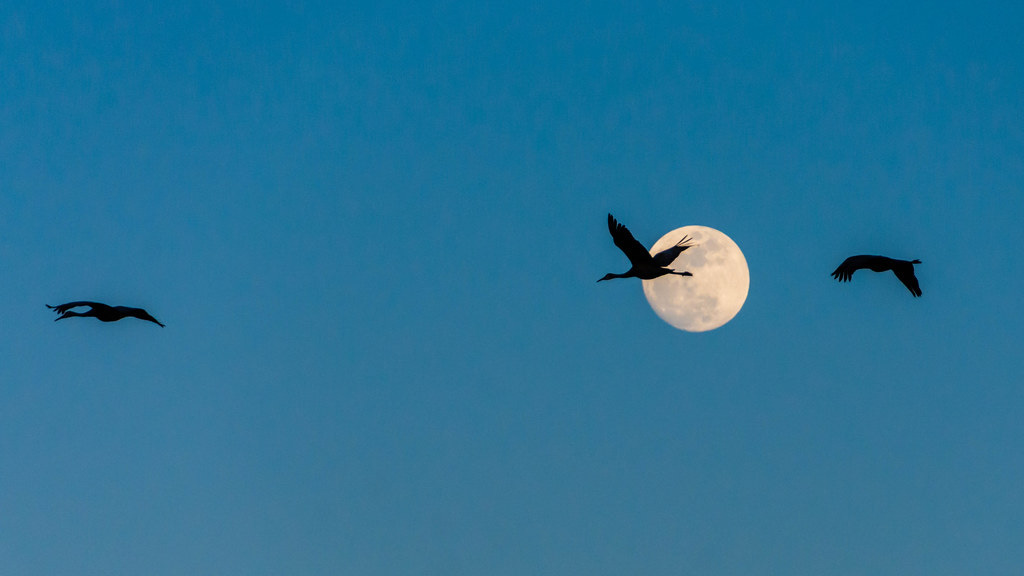 Moon rises over sandhill cranes | It took patience to photog… | Flickr