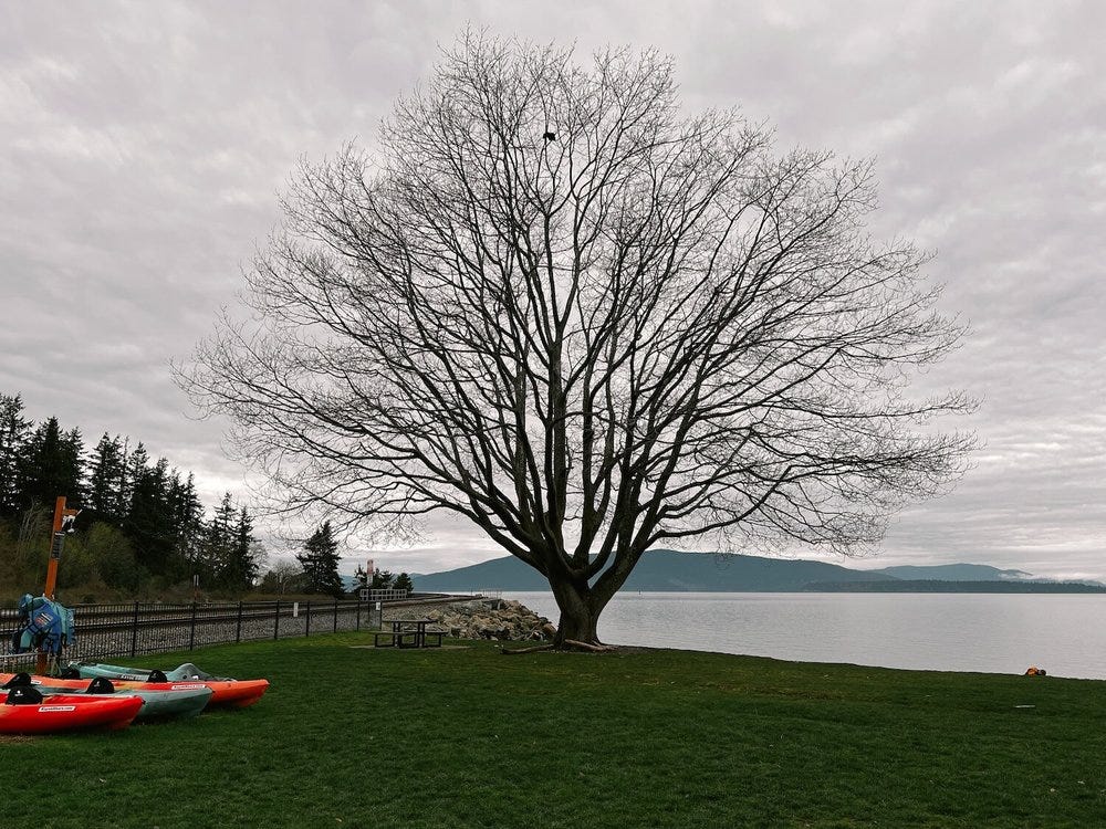 Photo of a majestic winter tree in a park by the ocean, with islands in the distance.