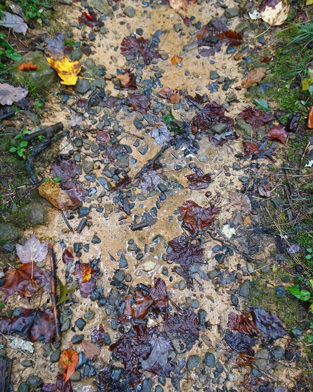 A close-up of the muddy Appalachian trail littered with fallen autumn leaves