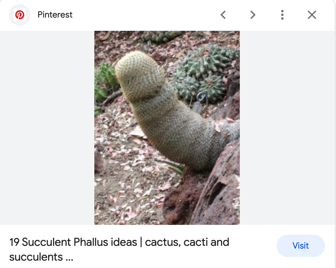 A Pinterest search result reading "19 succulent phallus ideas."