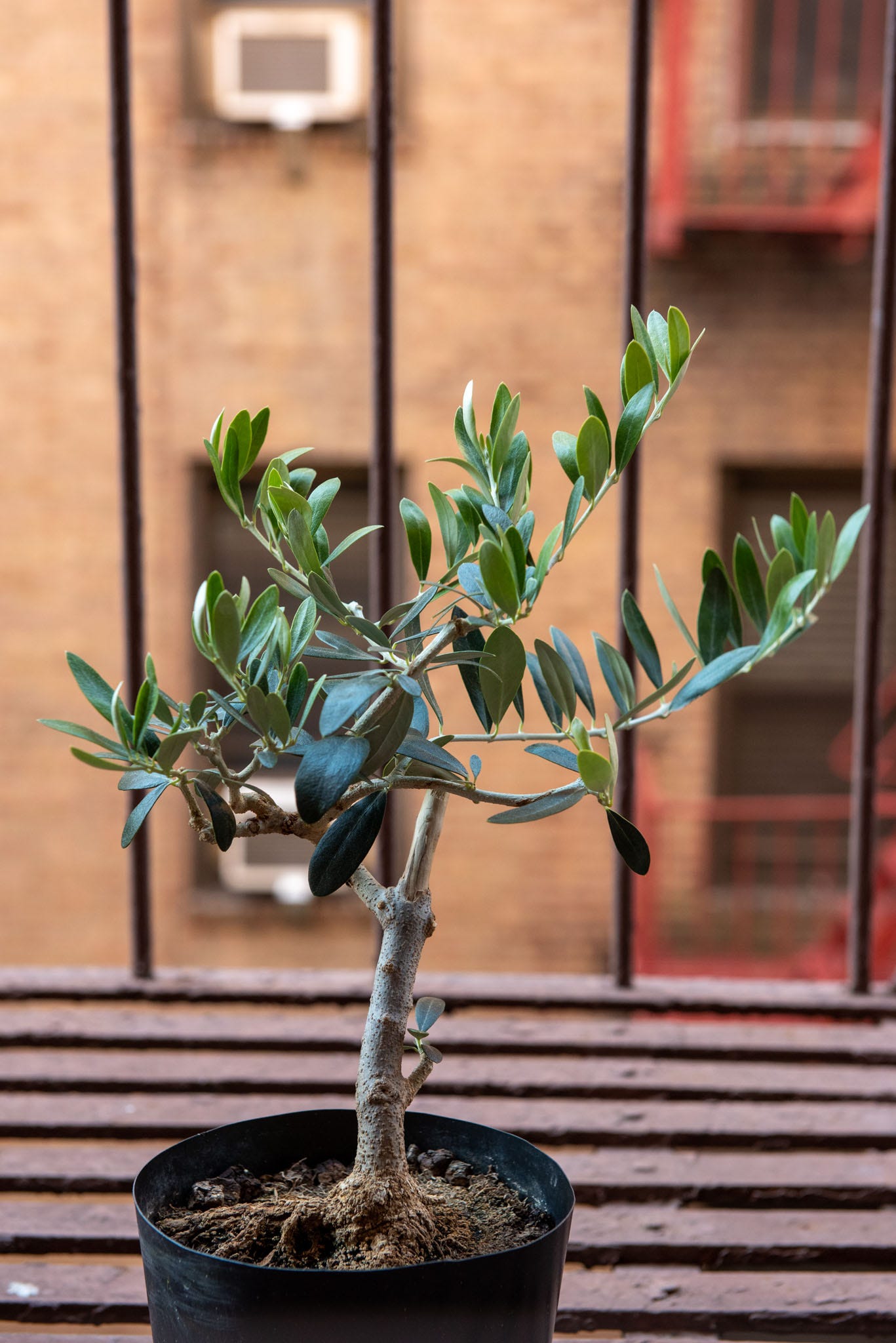 ID: Pre bonsai olive tree