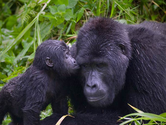 Unbelievable Uganda Wildlife Facts - Habari Uganda Tours