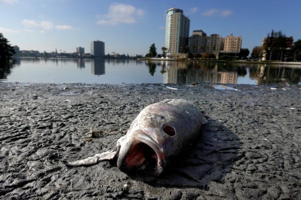 A dead fish carcass lies on the muddy shores of a lake  as the tall buildings of a city can be seen in the background.