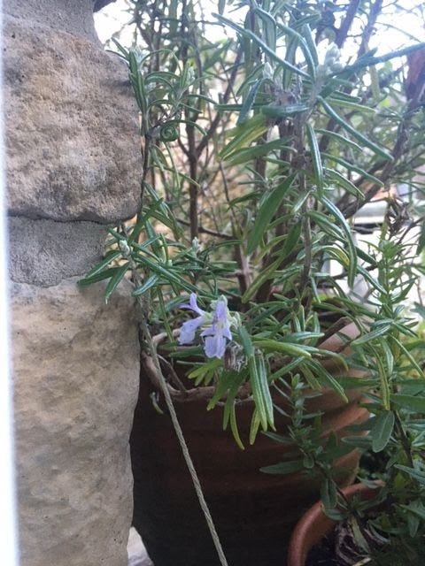 Lilac rosemary flower and spiky green rosemary foliage in an old terracotta pot.