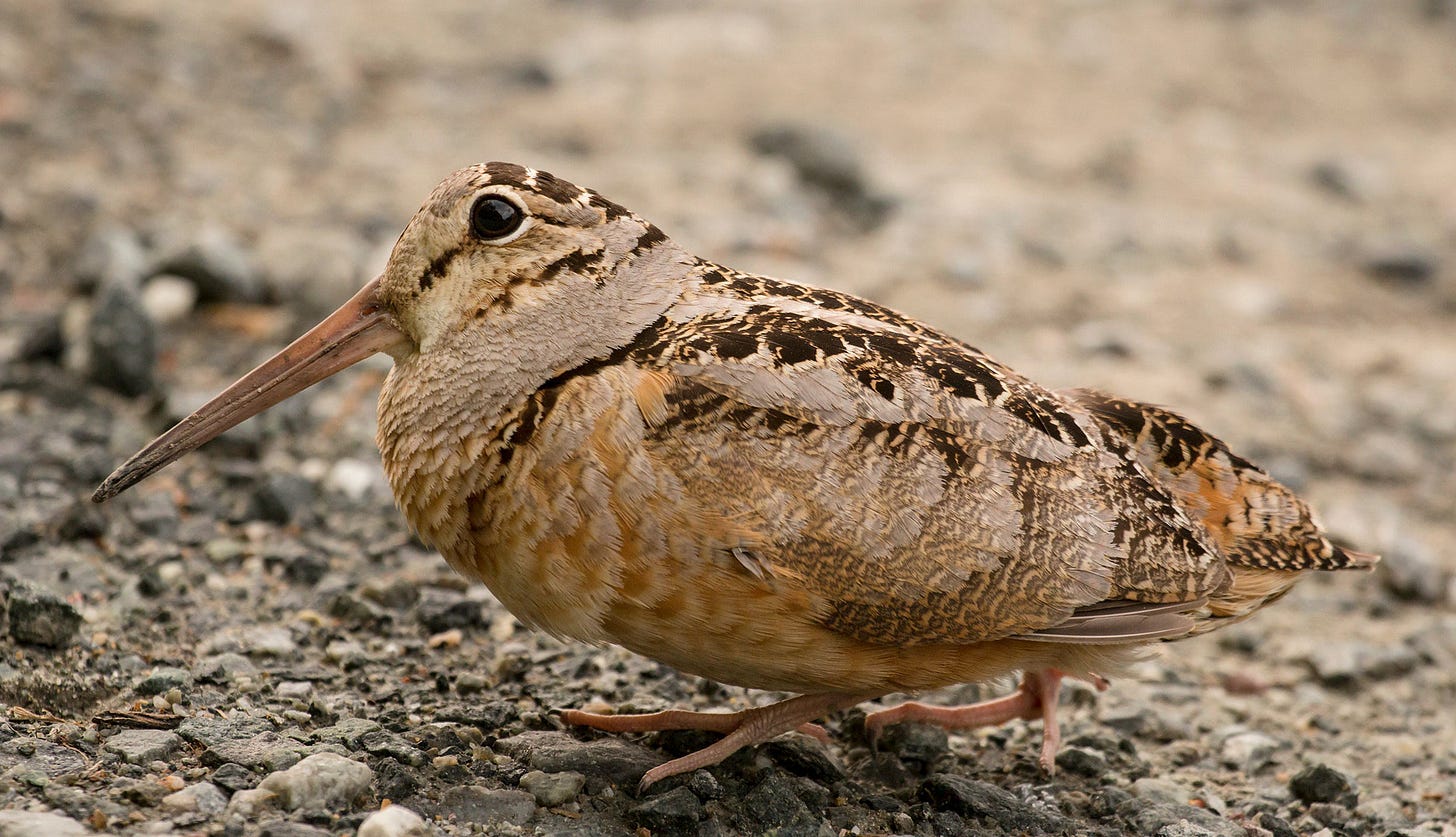 American Woodcock | Audubon Field Guide