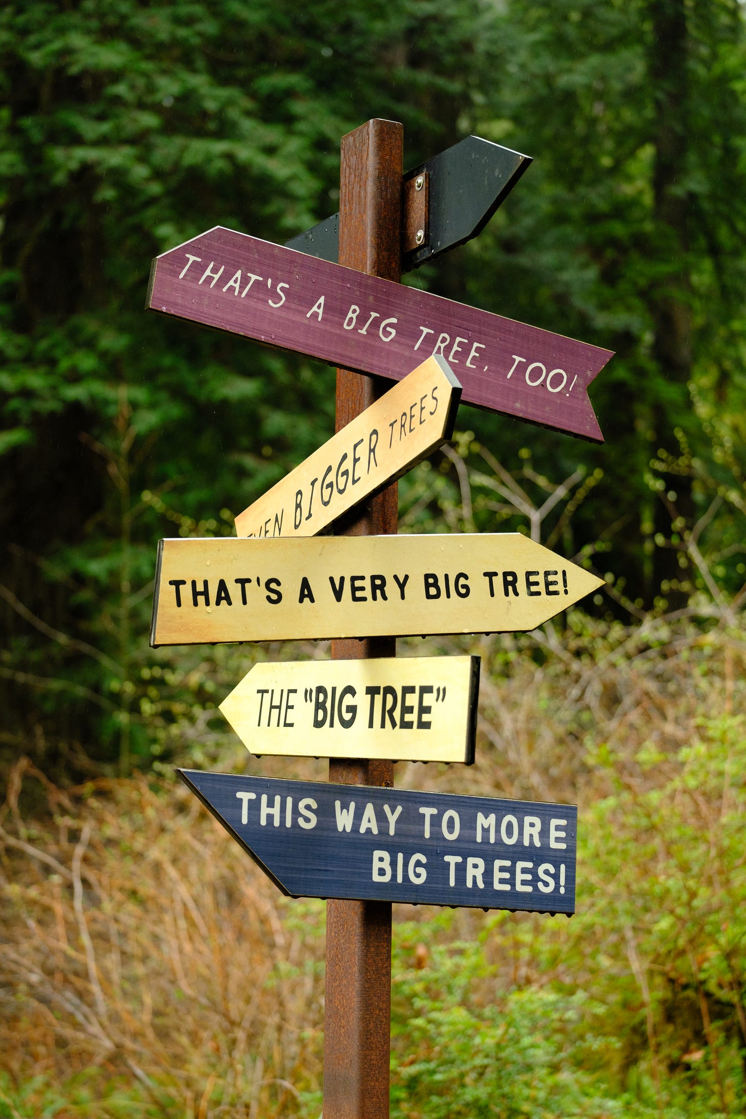 Signs in Redwoods National Park joke about the size of the trees, with sayings like "This way to big trees," and "that's a big tree, too!"