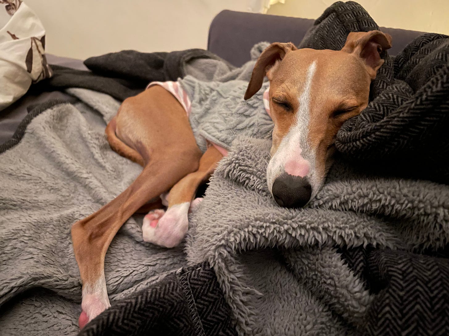 A brown and white italian greyhound sleeps on a very soft bed of blankets. He is dressed in a striped hoodie and a grey knitted sweater.