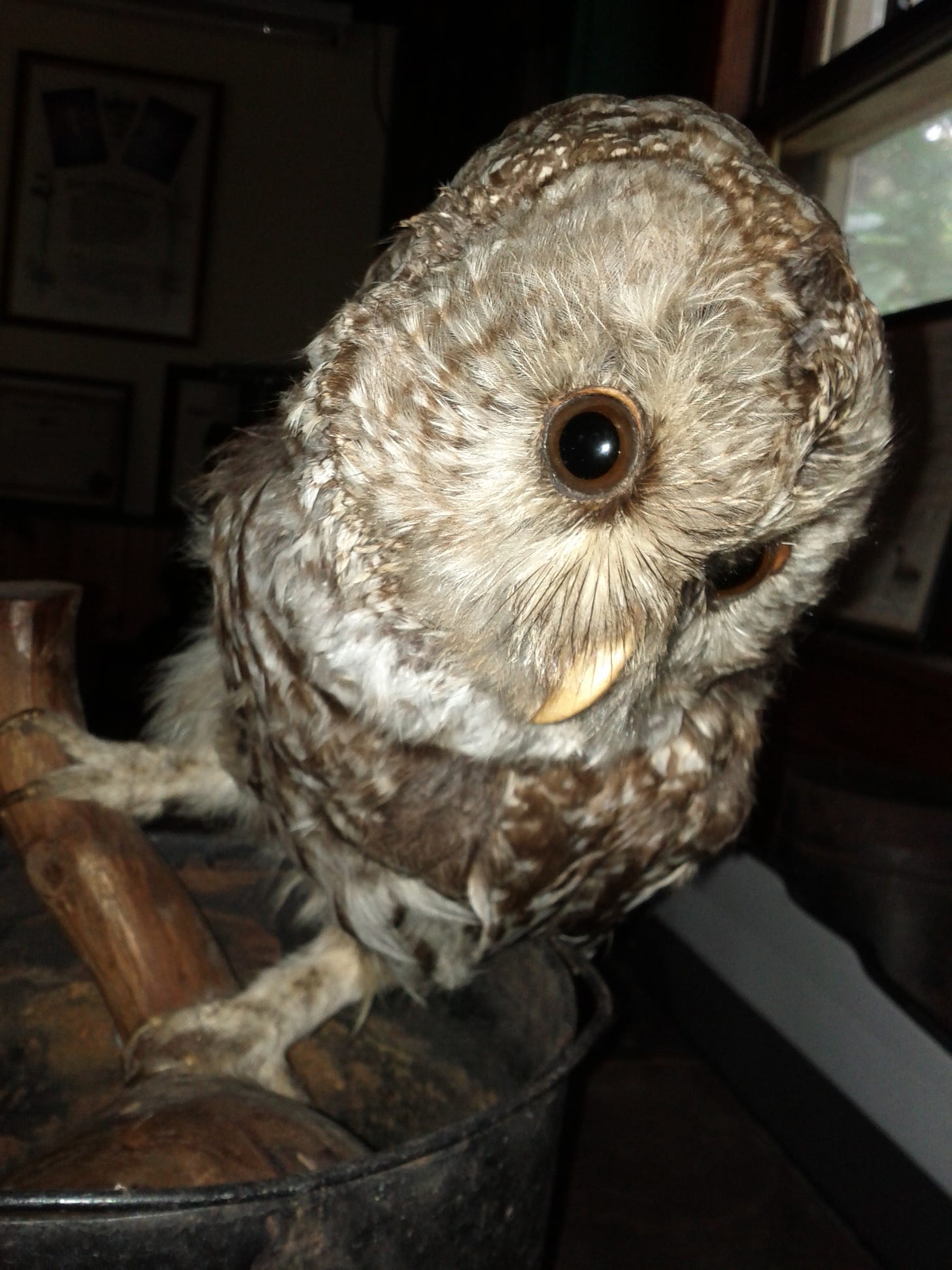 Close up photo of a taxidermied owl