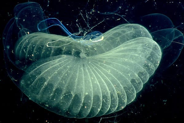 A giant larvacean with its &ldquo;inner house&rdquo; deployed. The balloon-like mucus structures can be as large as three feet wide.