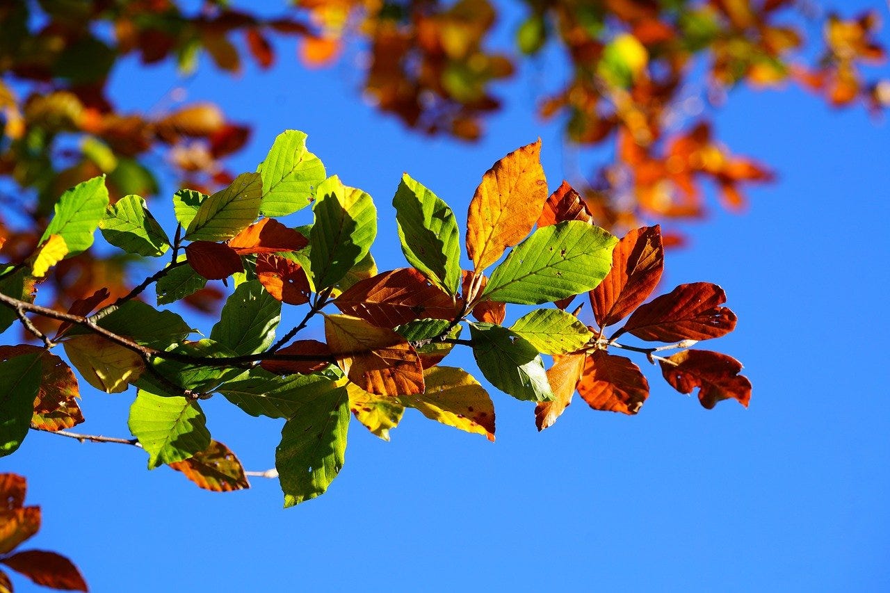 Green, orange, and red leaves on the same branch contrast with bright blue sky behind.