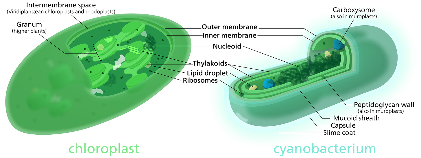 Comparison of chloroplasts and cyanobacteria showing their similarities. Both chloroplasts and cyanobacteria have a double membrane, DNA, ribosomes, and thylakoids.