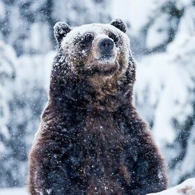 What Would Happen If a Bear Actually Did Cocaine?