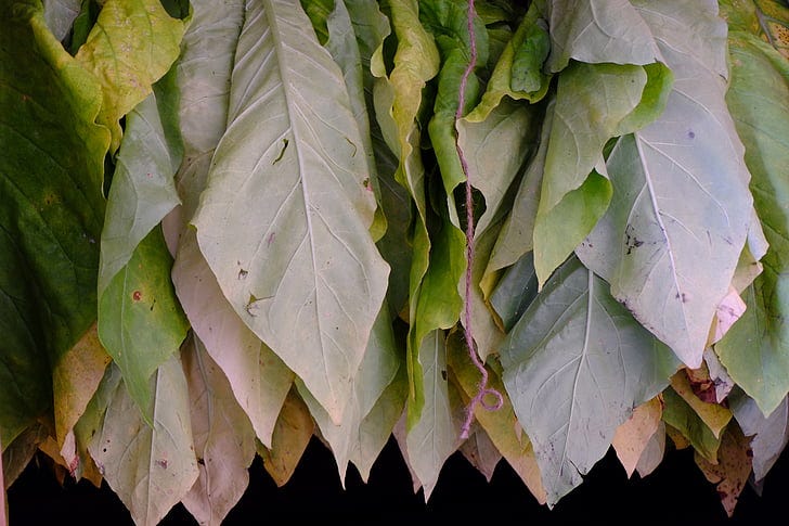 Free photo: tobacco, green, dried | Hippopx