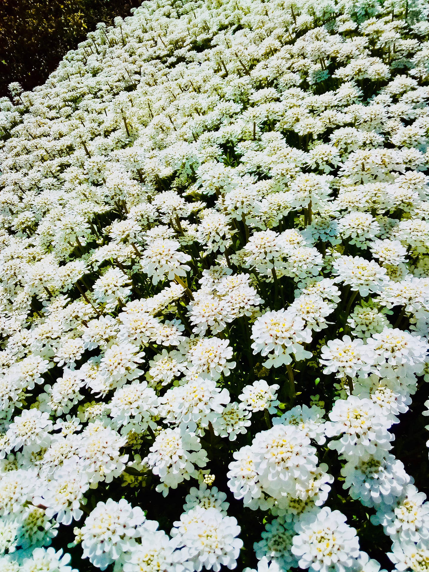 A field of white alyssum