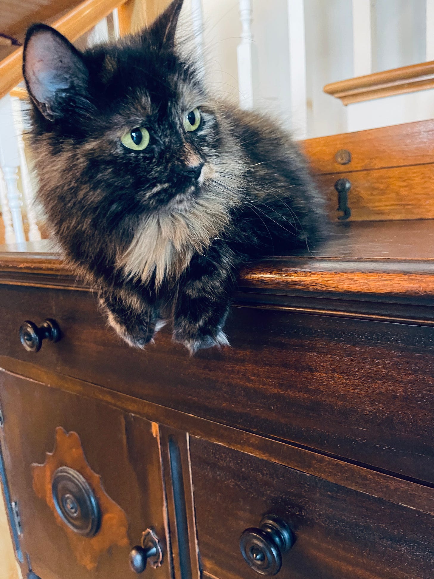 Cat perched on top of a buffet, staring sideways, paws hanging over the edge