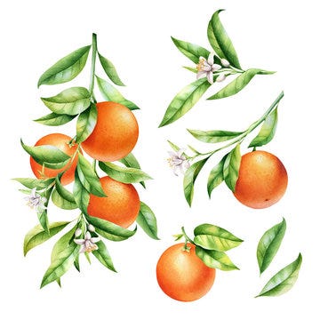Image result for sketch of orange blossom