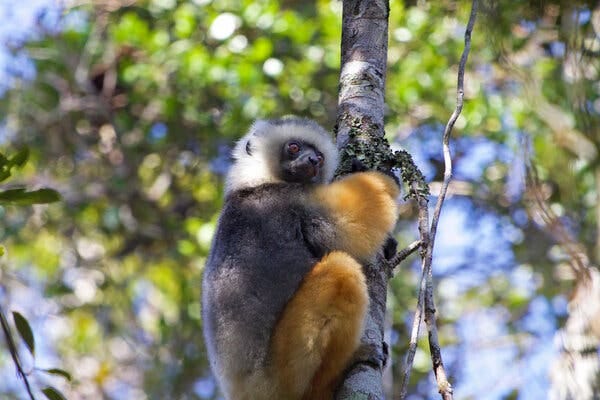 A diadem sifaka, a type of lemur, in northern Madagascar.