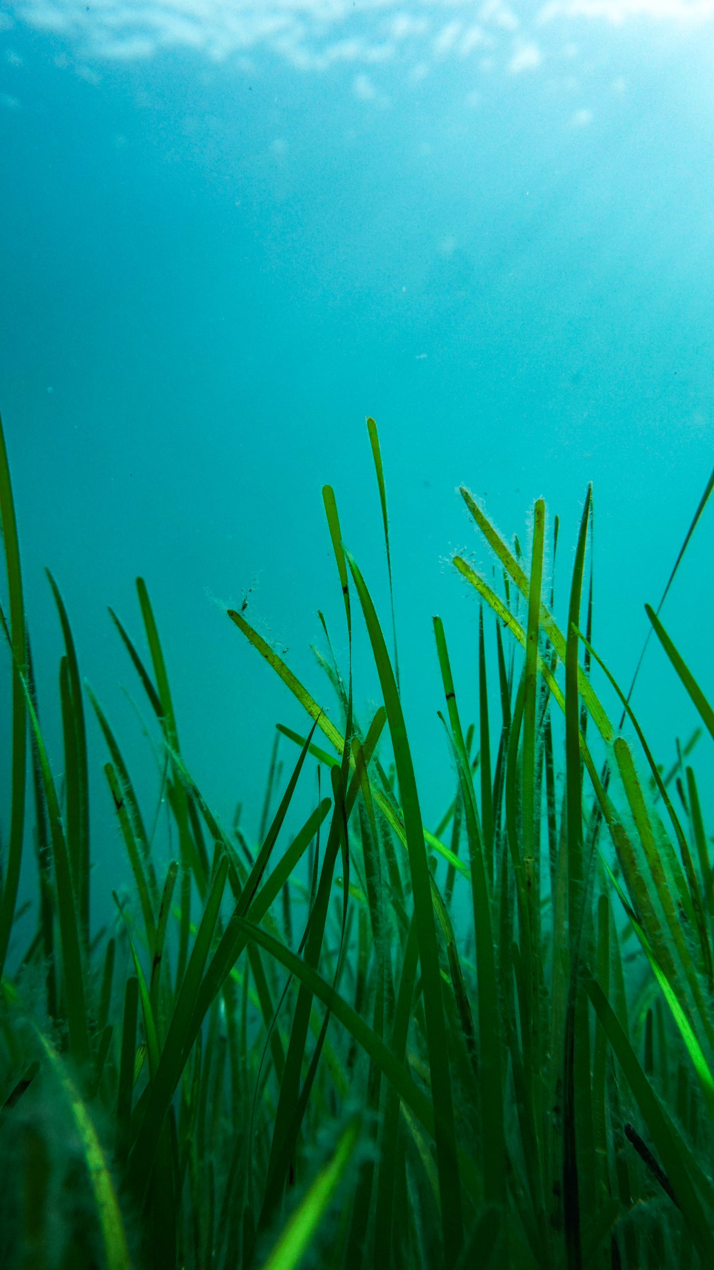 Seagrass meadow