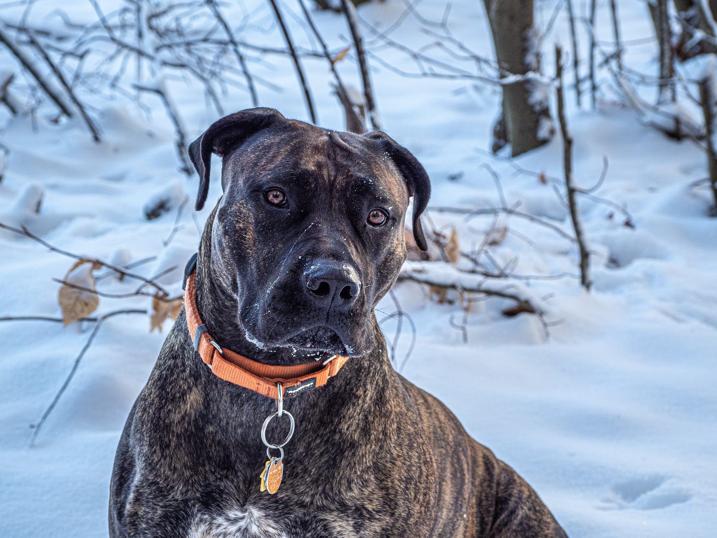 dog in snow