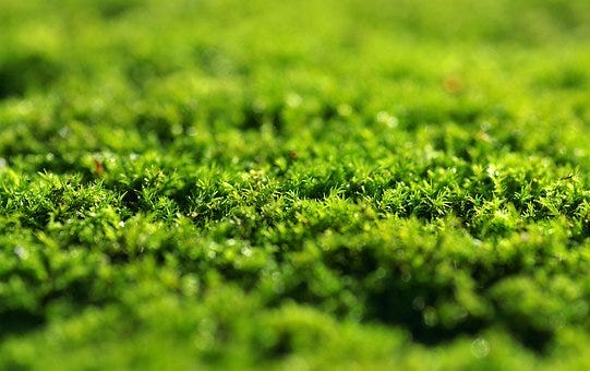 Moss, Green, Dashing, The Background